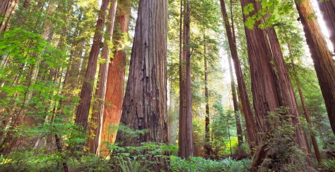 redwood-national-park-california-trees